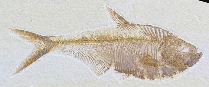 Excellent Diplomystus Fish Fossil From Wyoming #32733